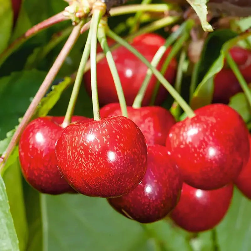 Hybrid Cherry Fruit Seeds 🛍️49% OFF SALE💫