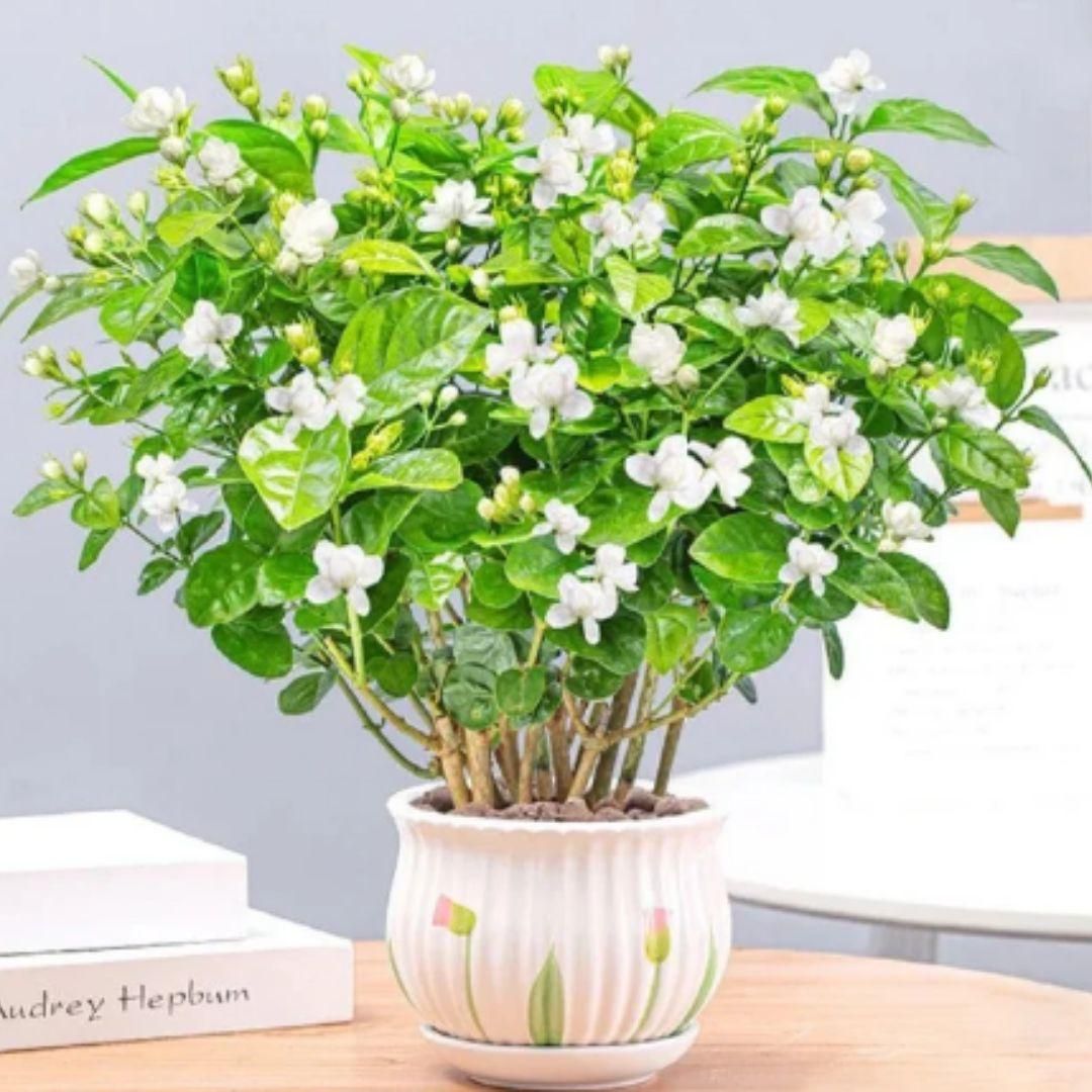 Jasmine Flower Seeds